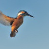 Lednacek ricni - Alcedo atthis - Common Kingfisher 0815